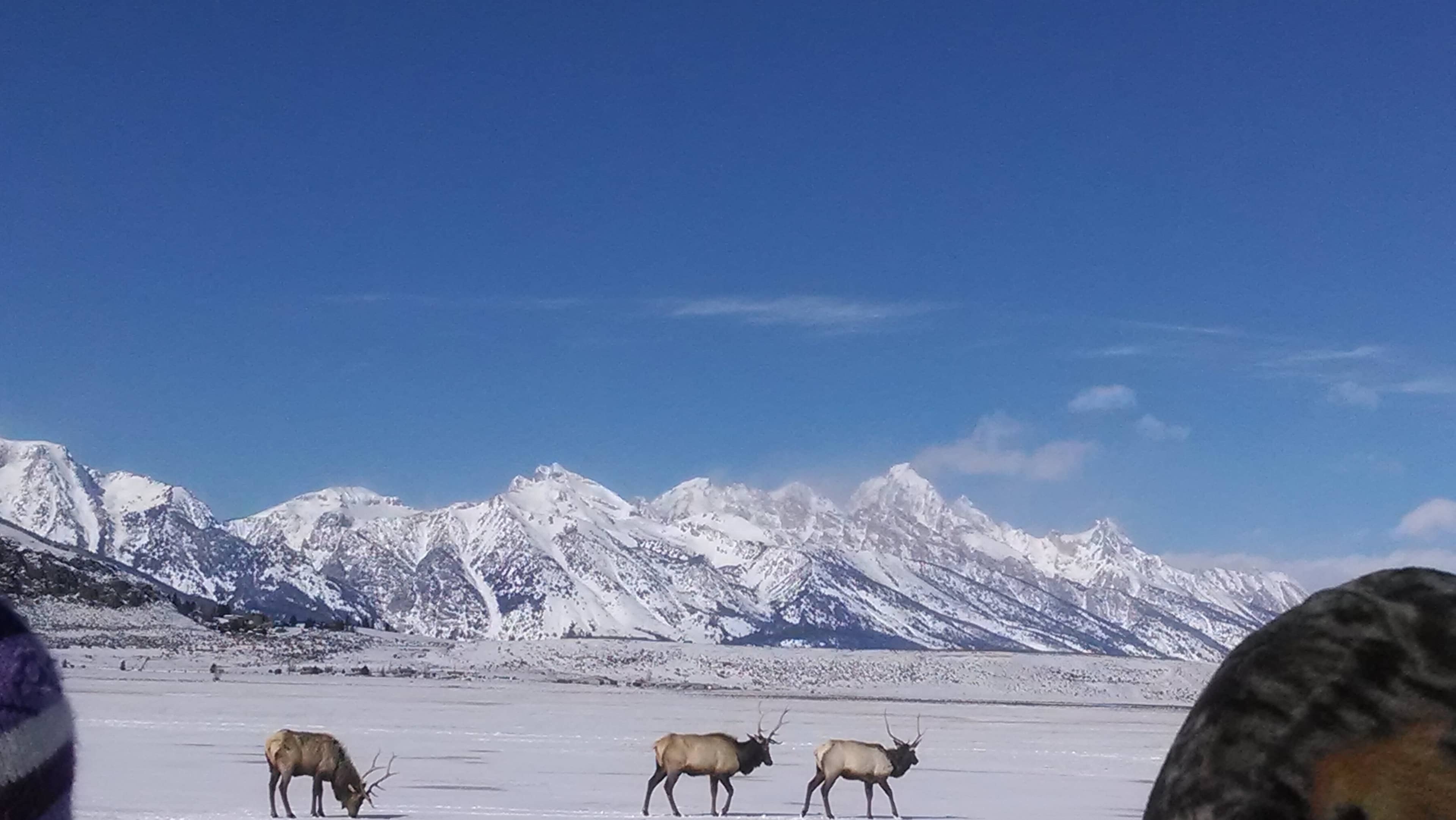 Scenic Teton Views