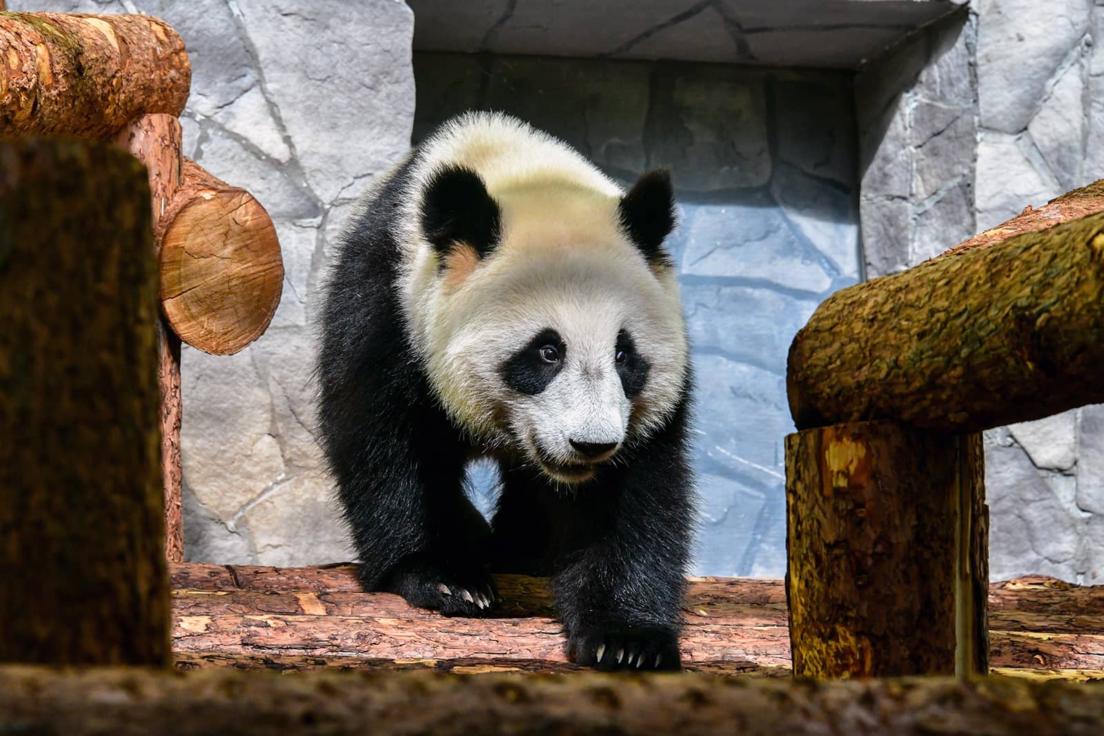 Pandas