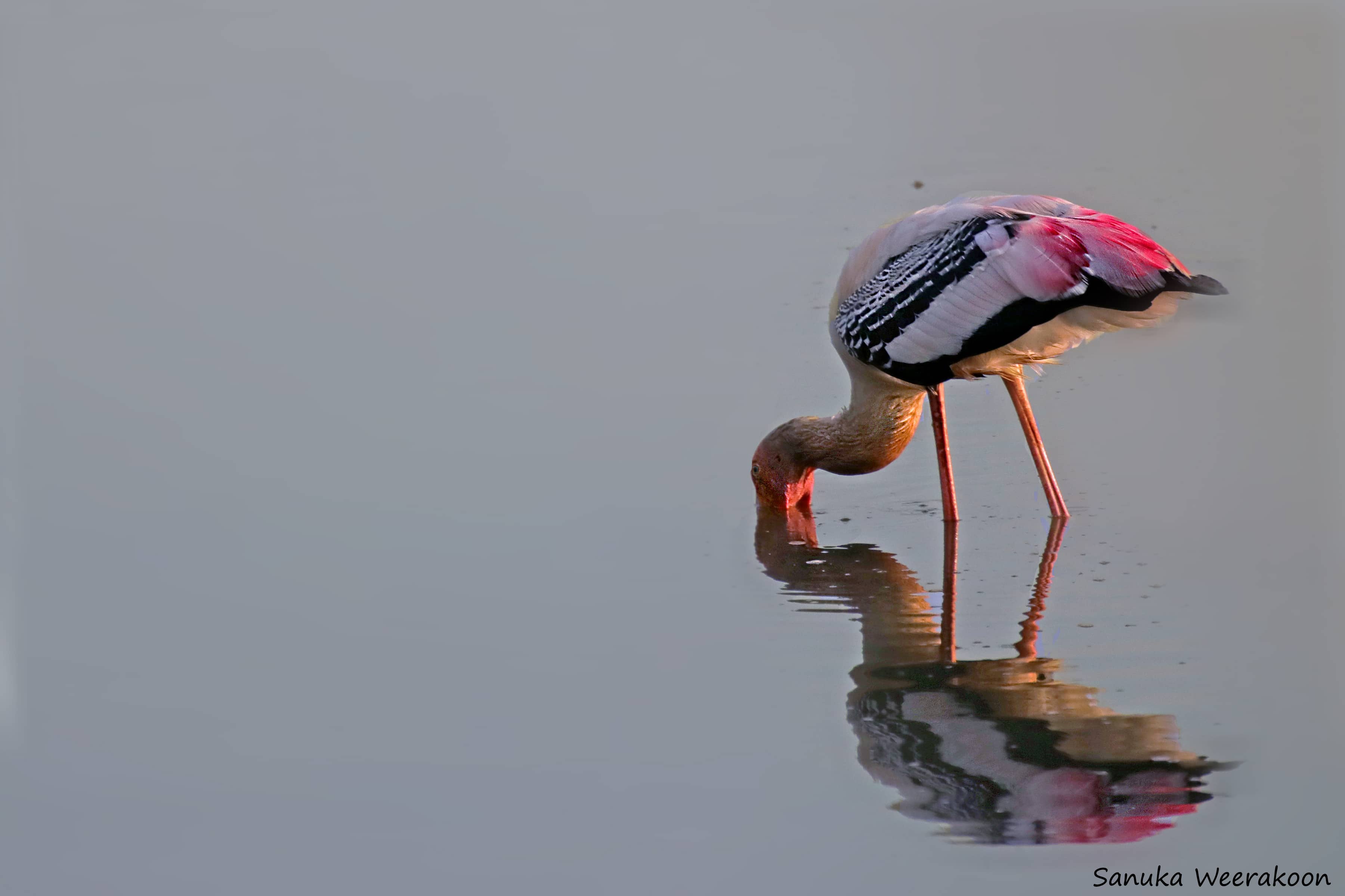 Abundant Birdlife & Wildlife