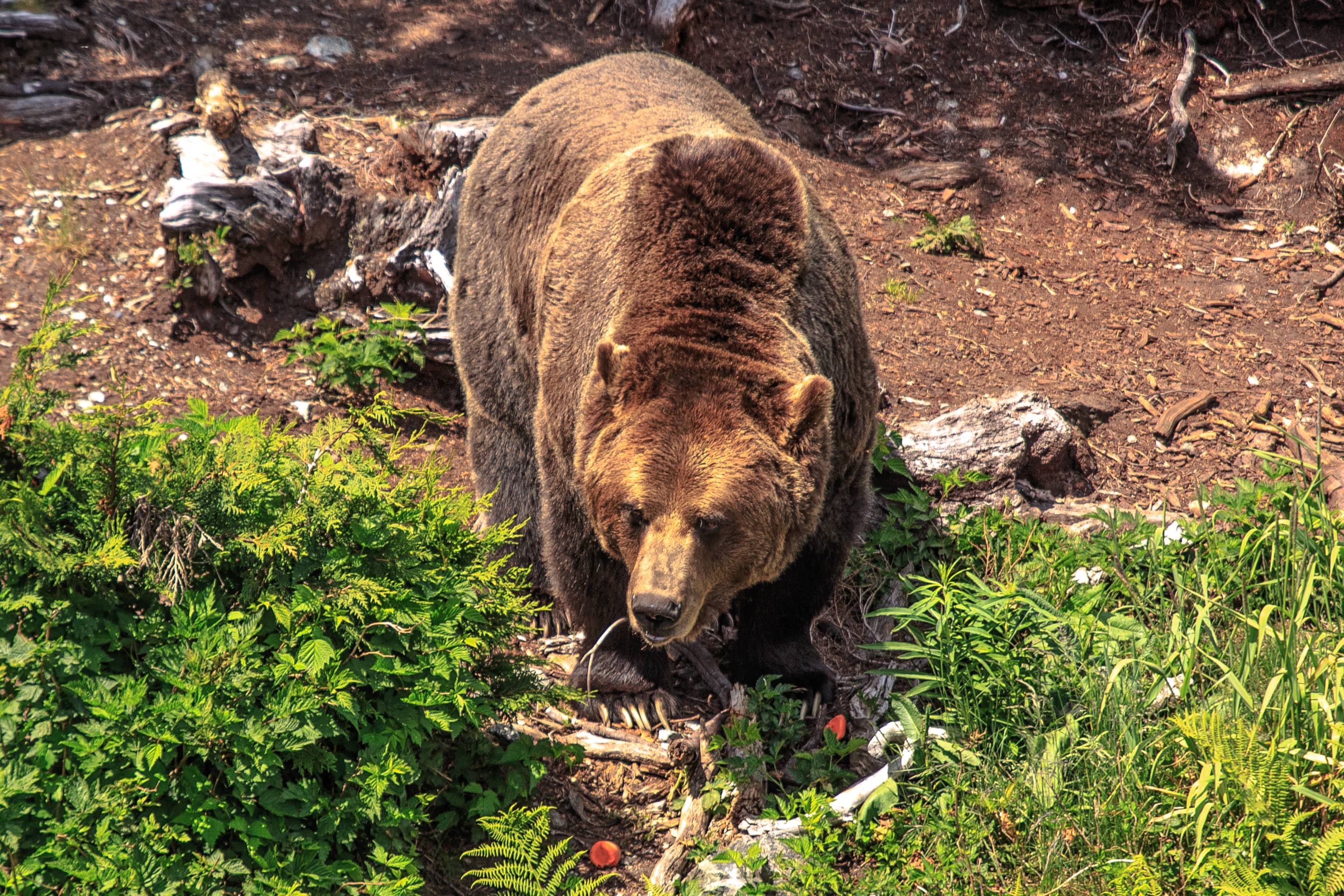 Grizzly Bear Habitat