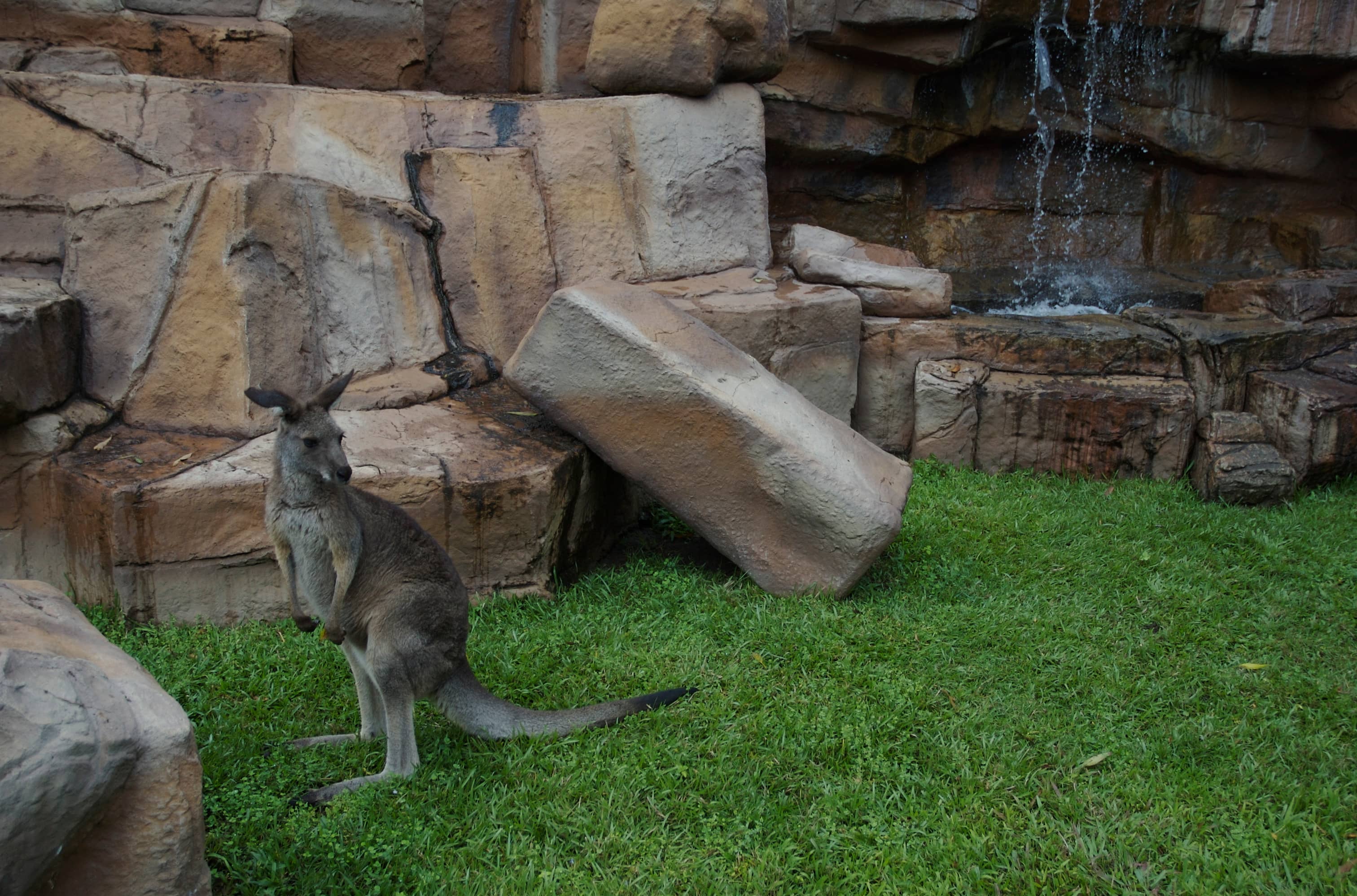 Walk-through Kangaroo Enclosure
