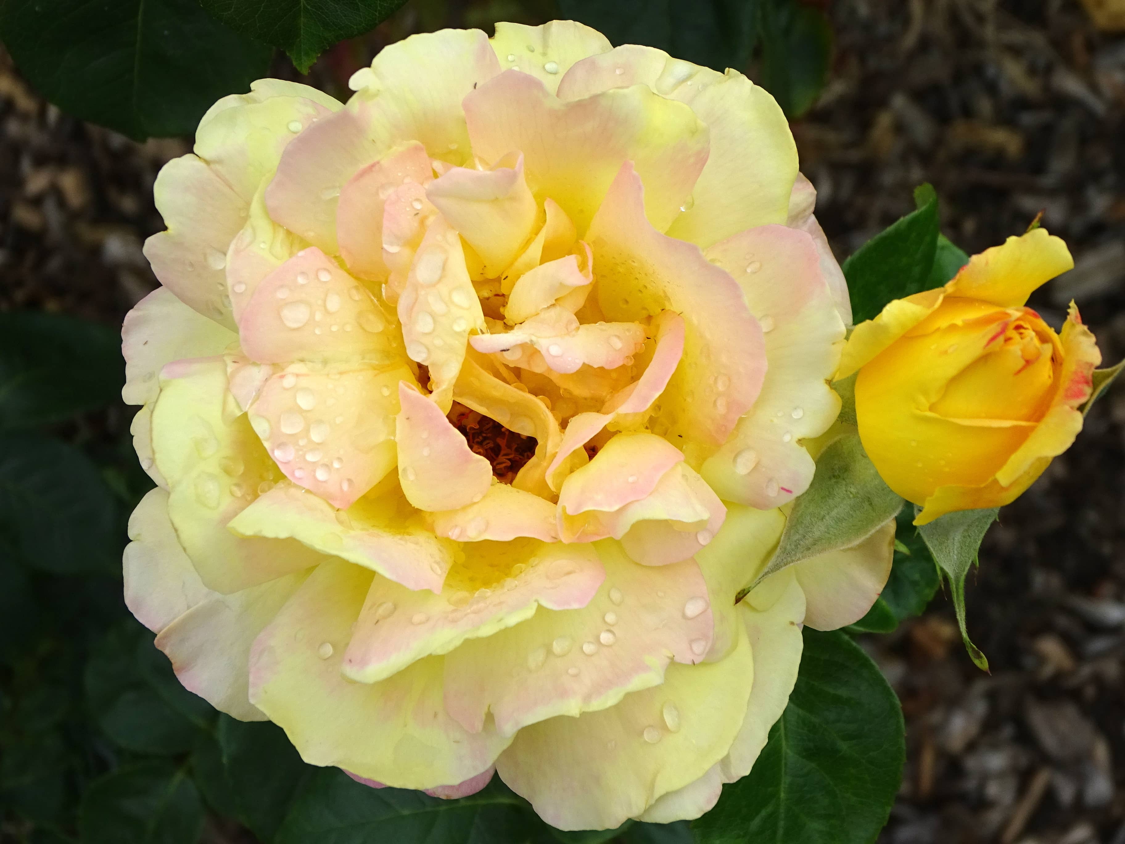 Belfast Botanical Gardens