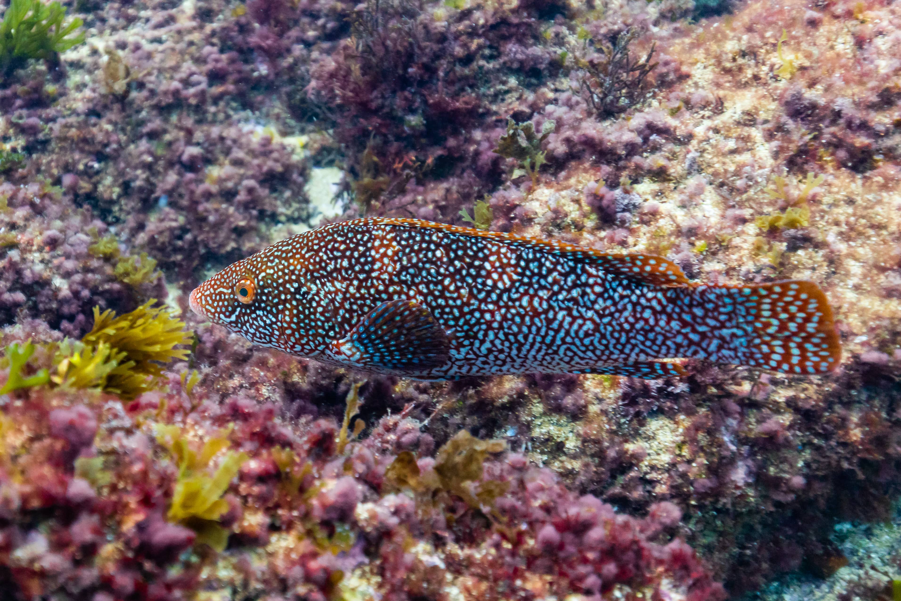 Local Marine Life Displays