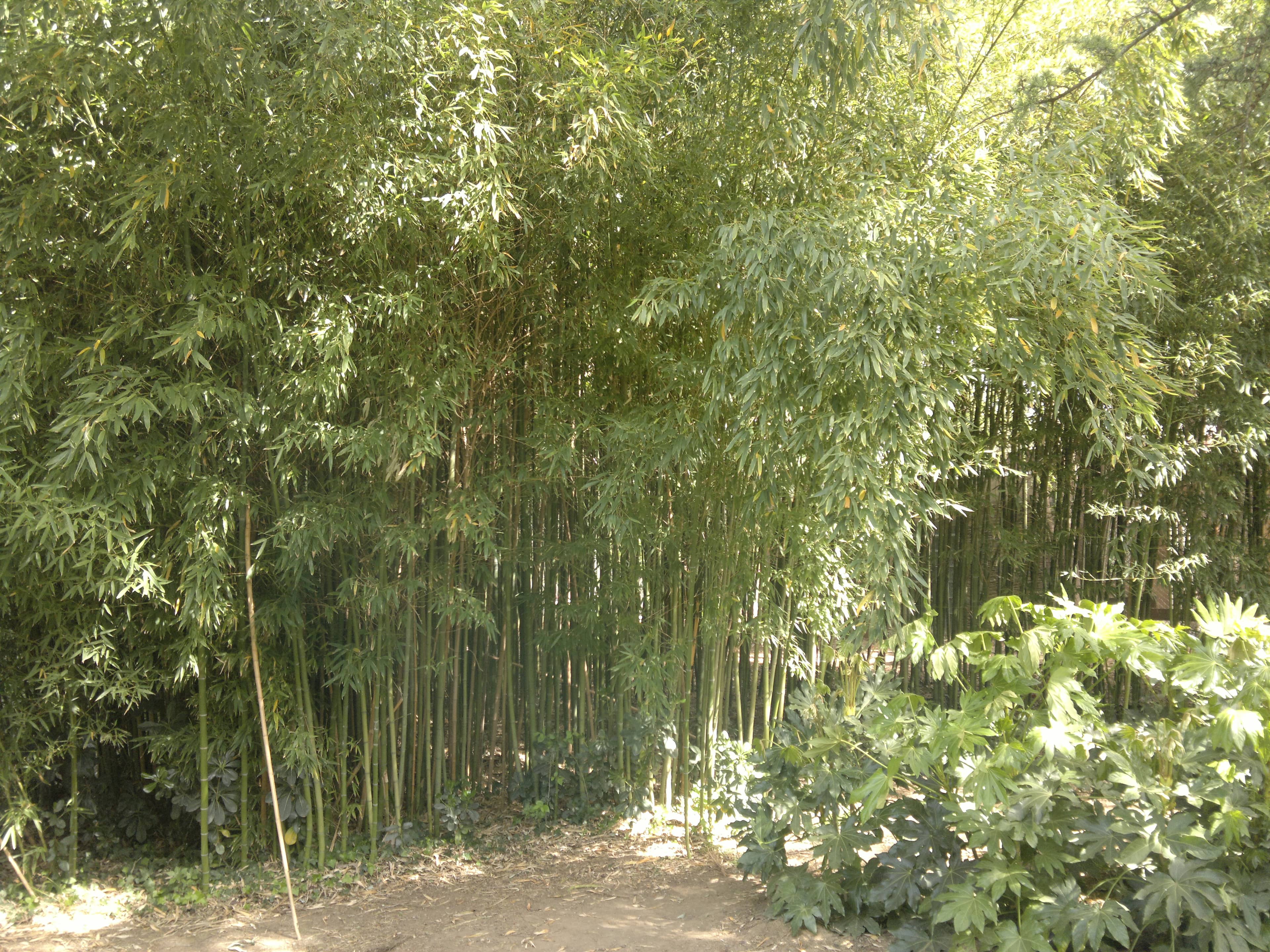 Bamboo Forest