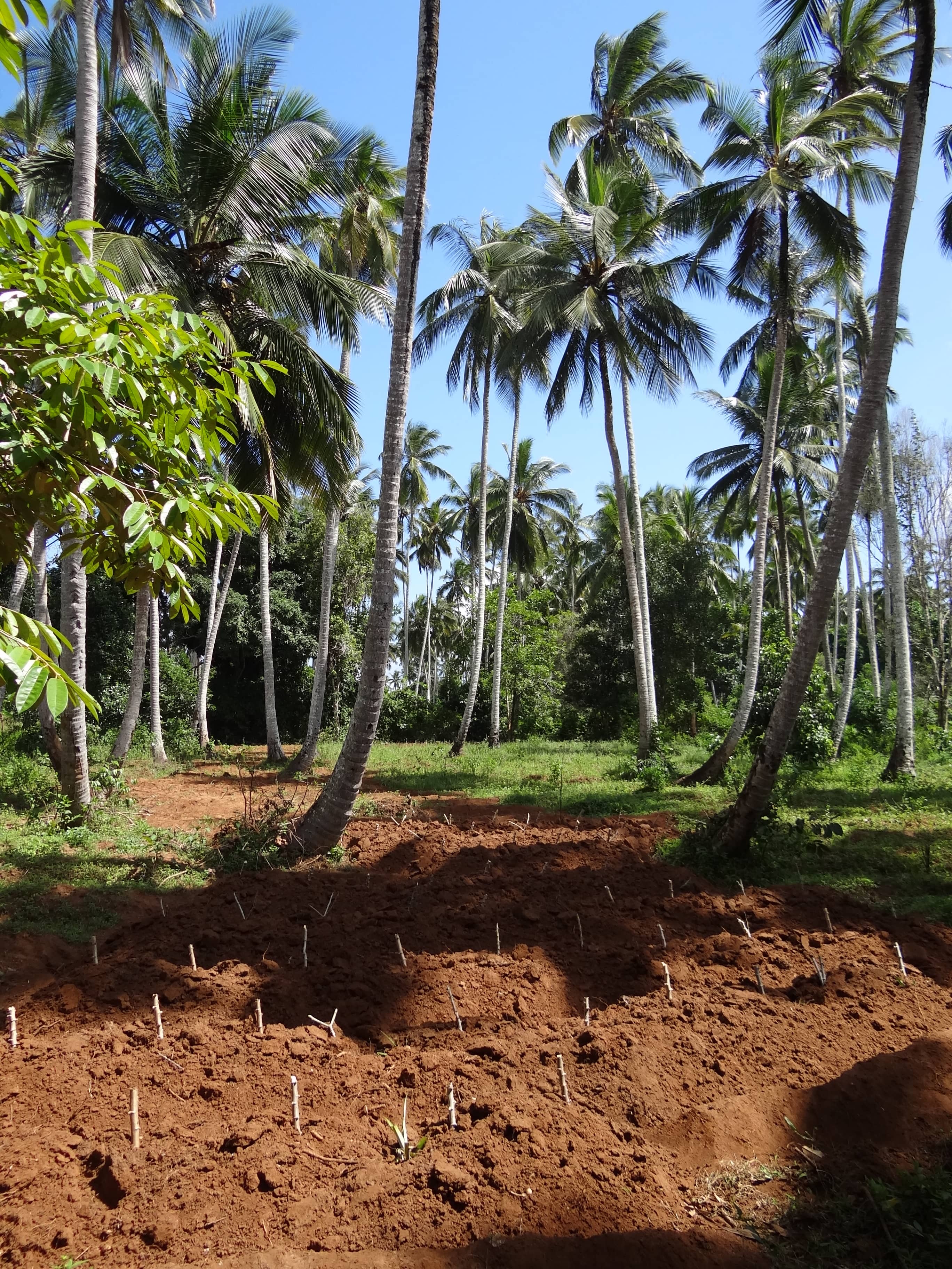 Pemba Island's Spice Heritage