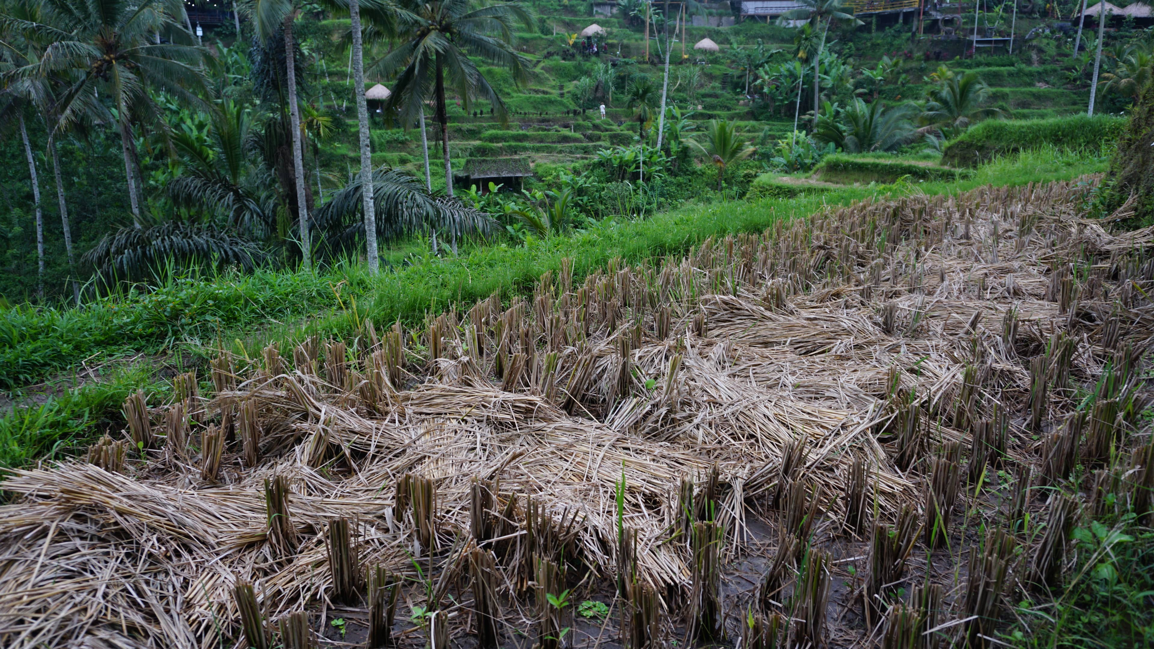Traditional Rice Harvesting