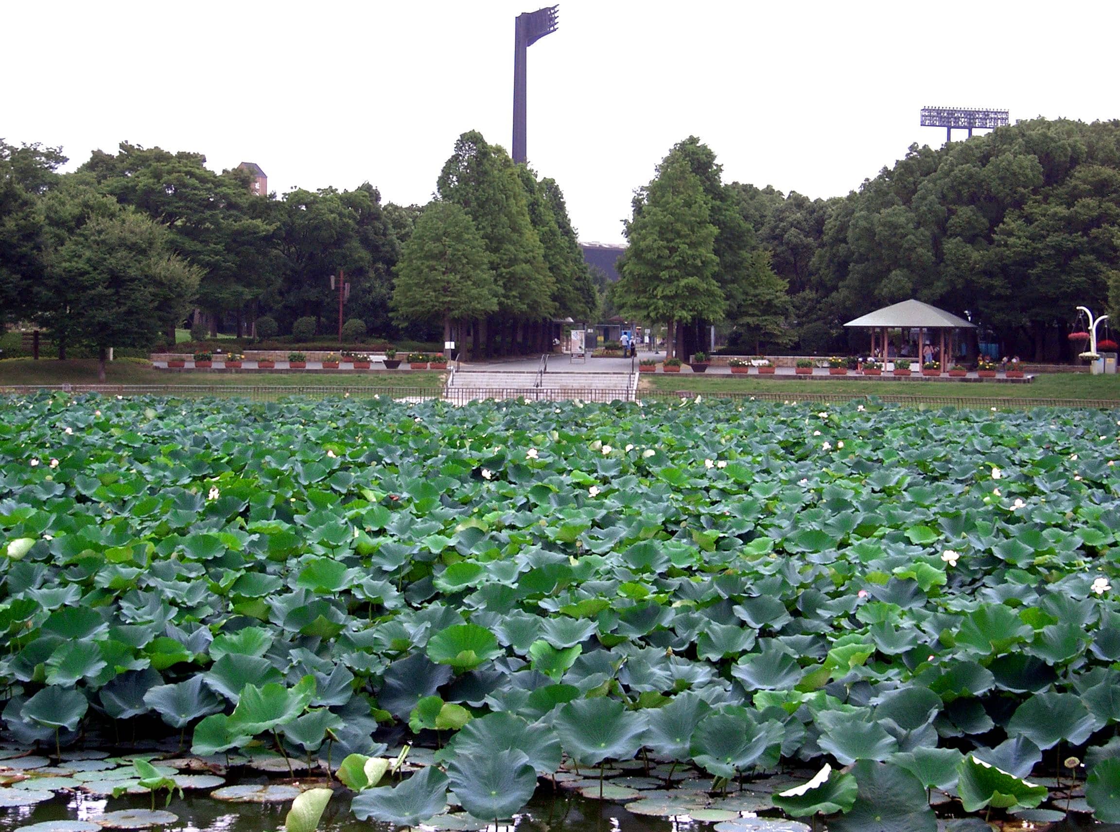 Serene Pond and Greenery