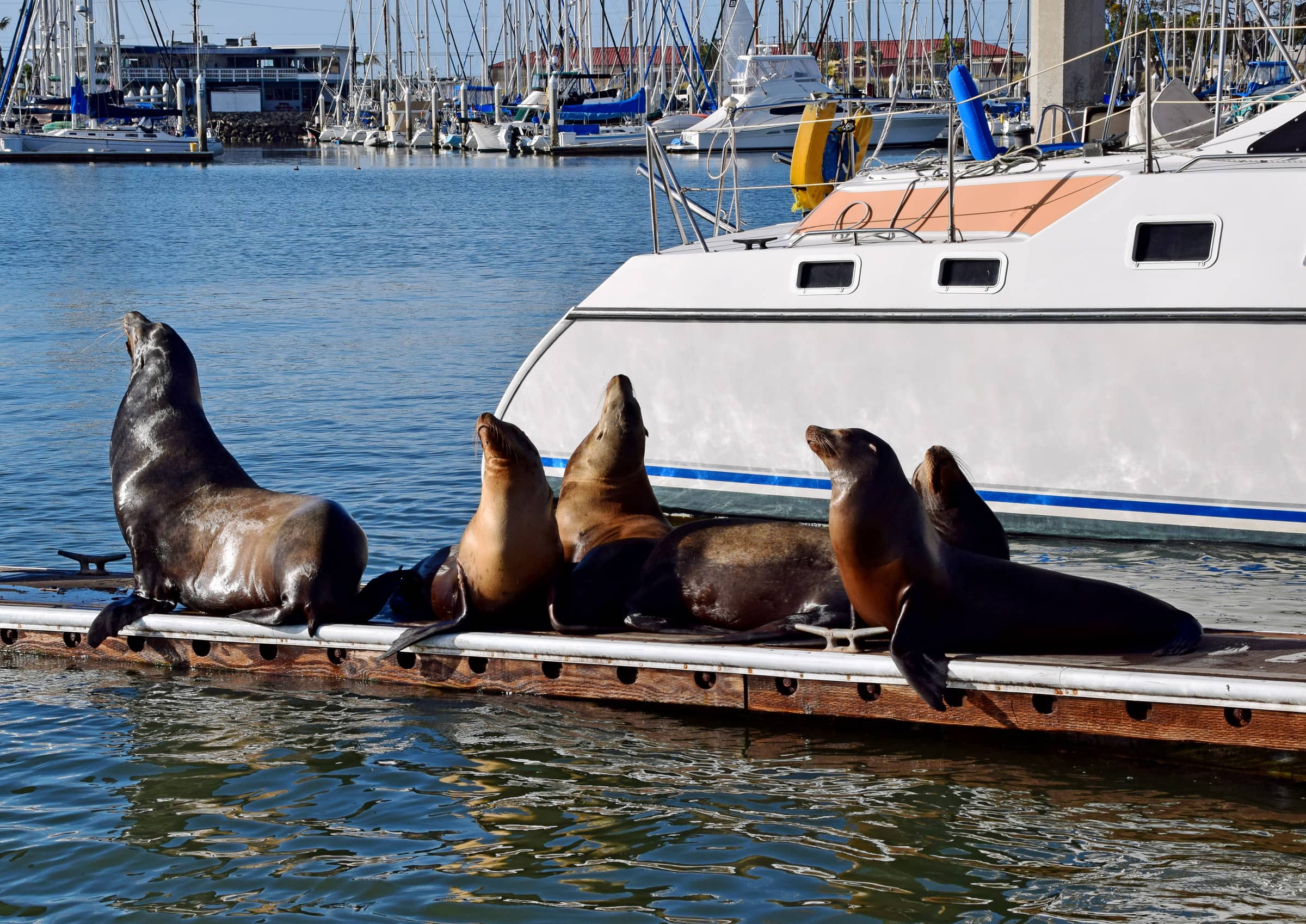 Sea Lion Viewing