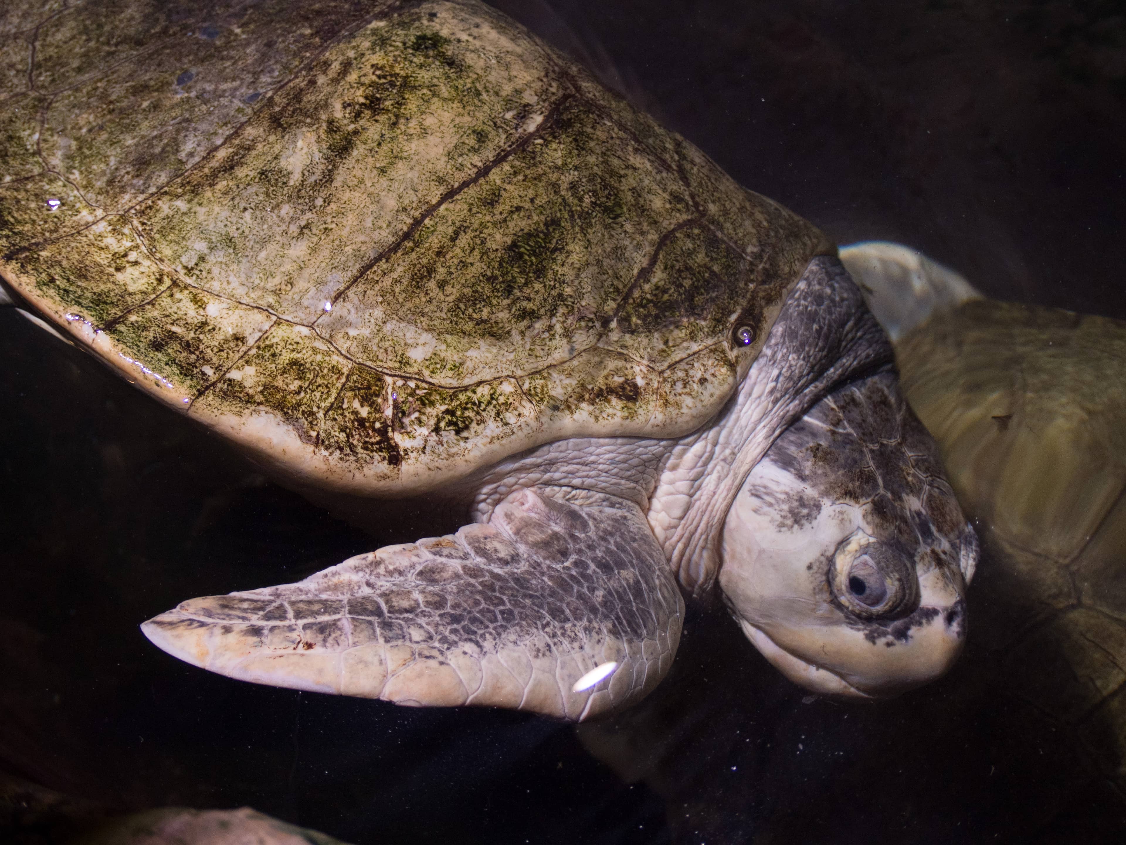 Majestic Sea Turtles