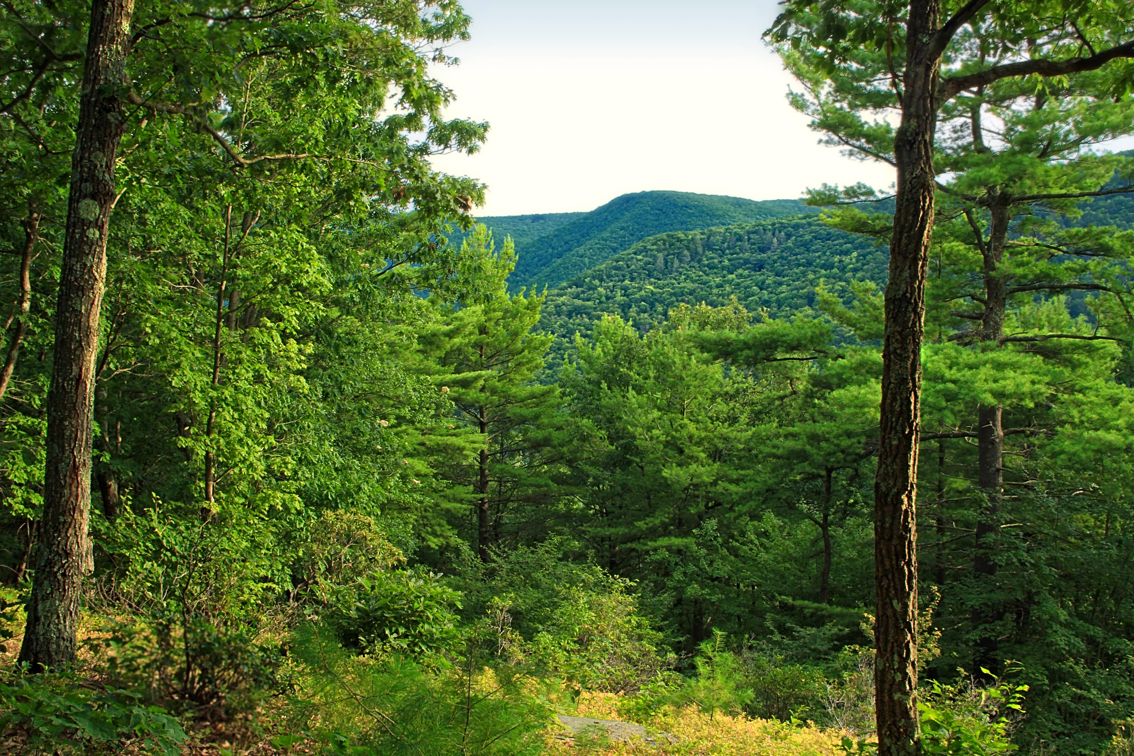 Forest Trails and Massive Trees