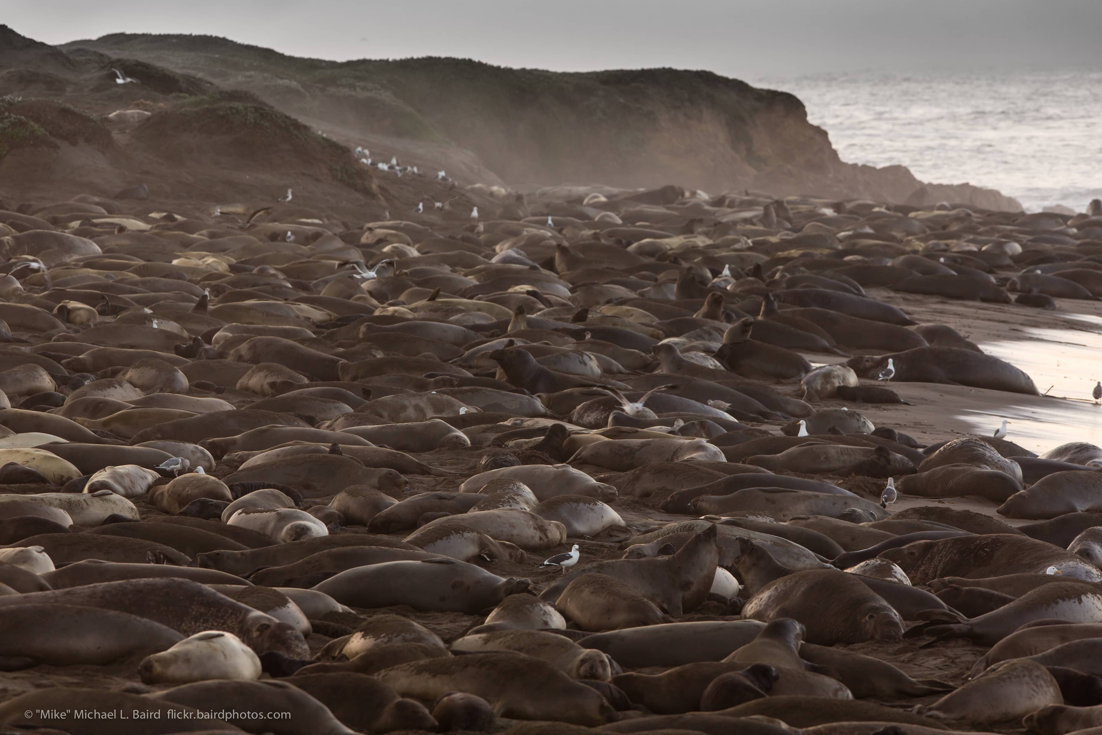 Elephant Seal Rookery