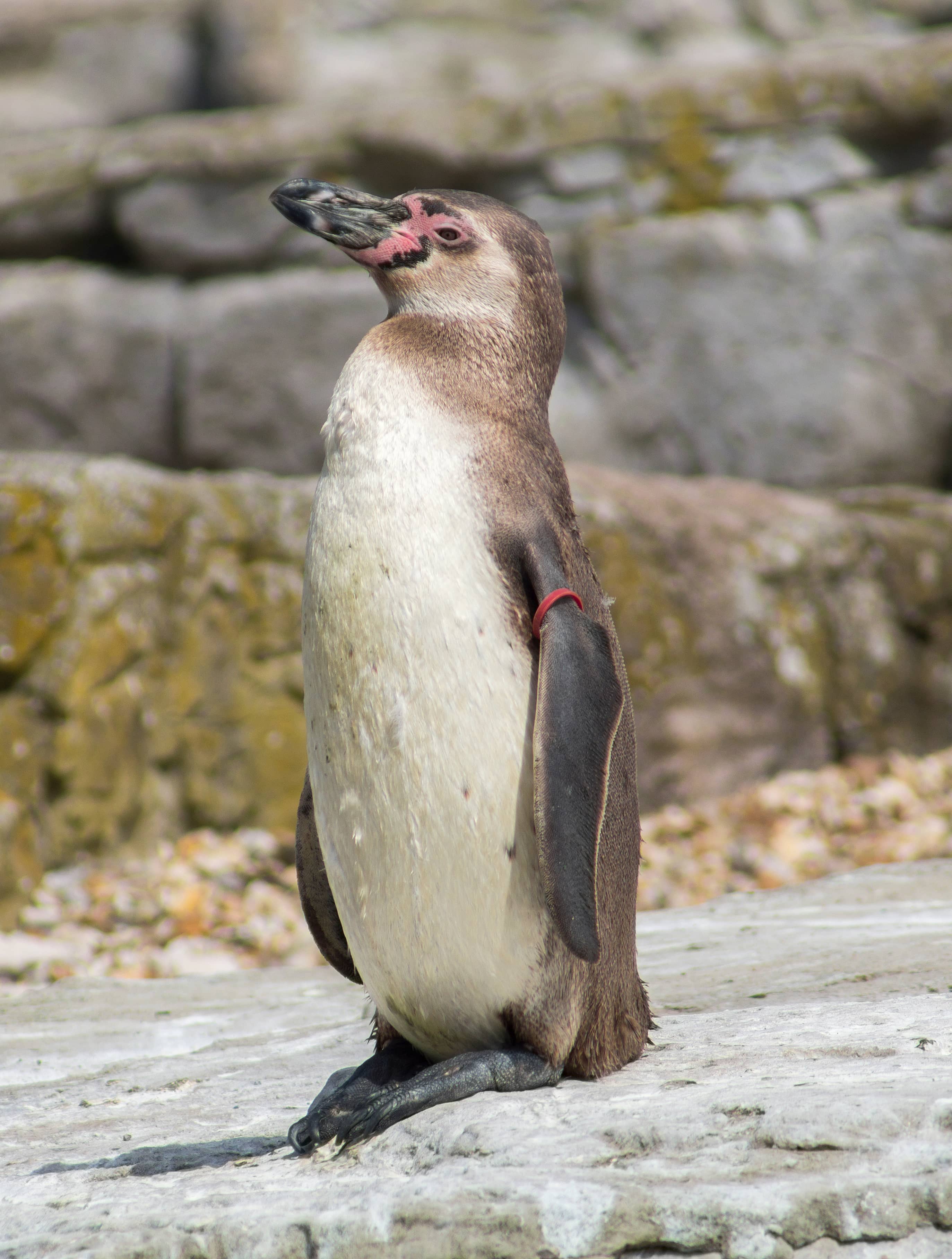 Penguin Paradise