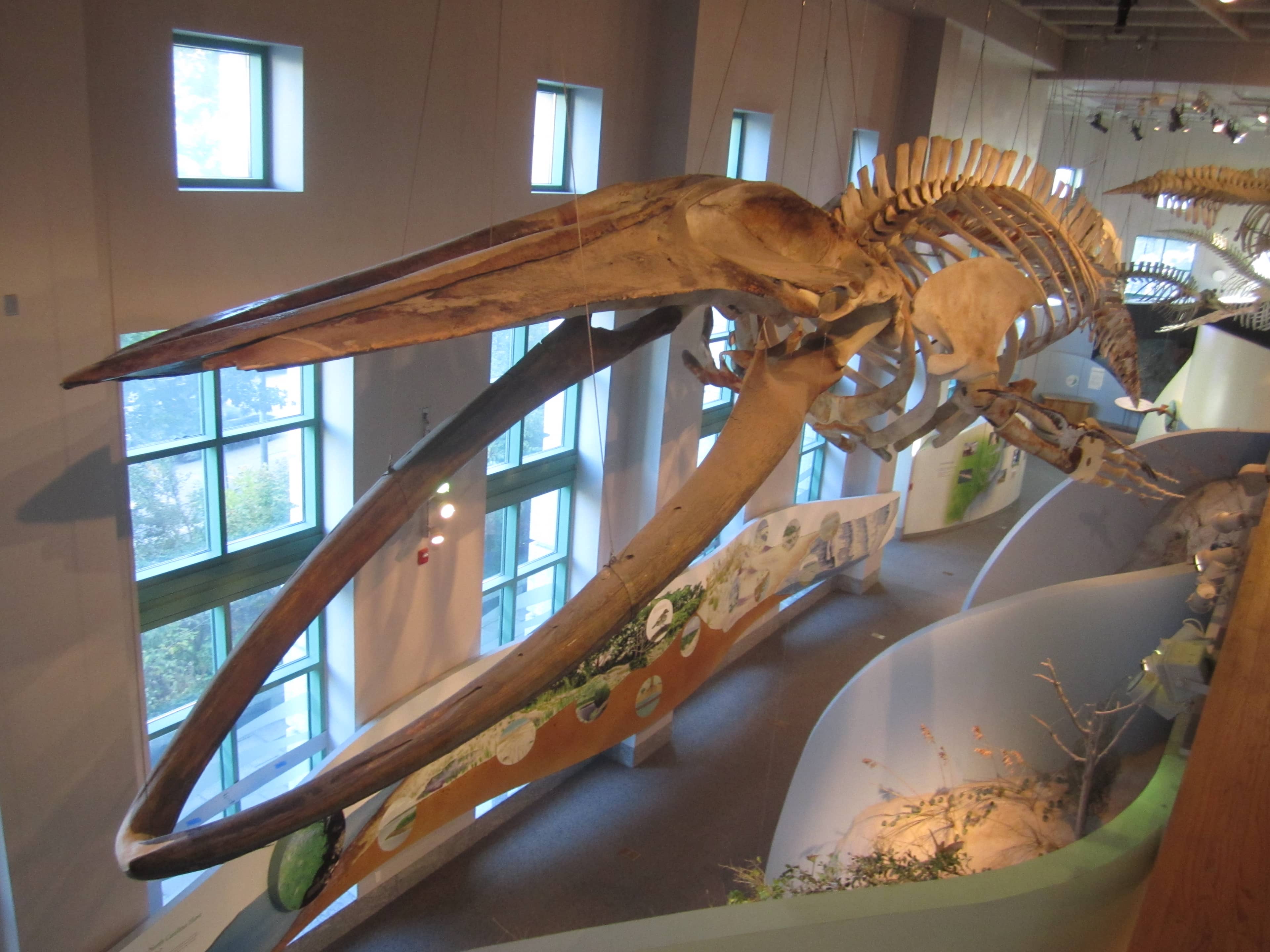 Blue Whale Skeleton