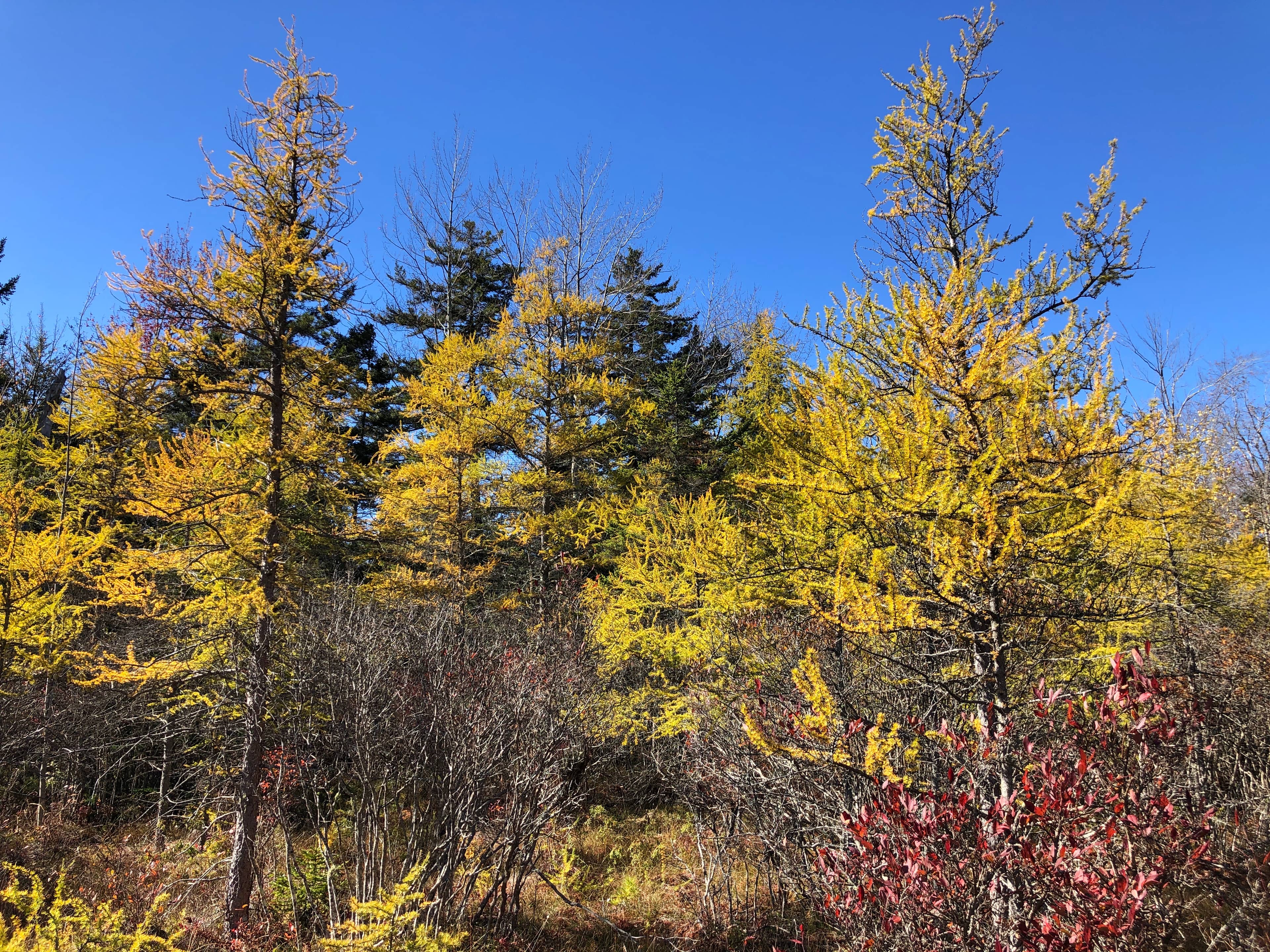 Tamarack Trees in Fall