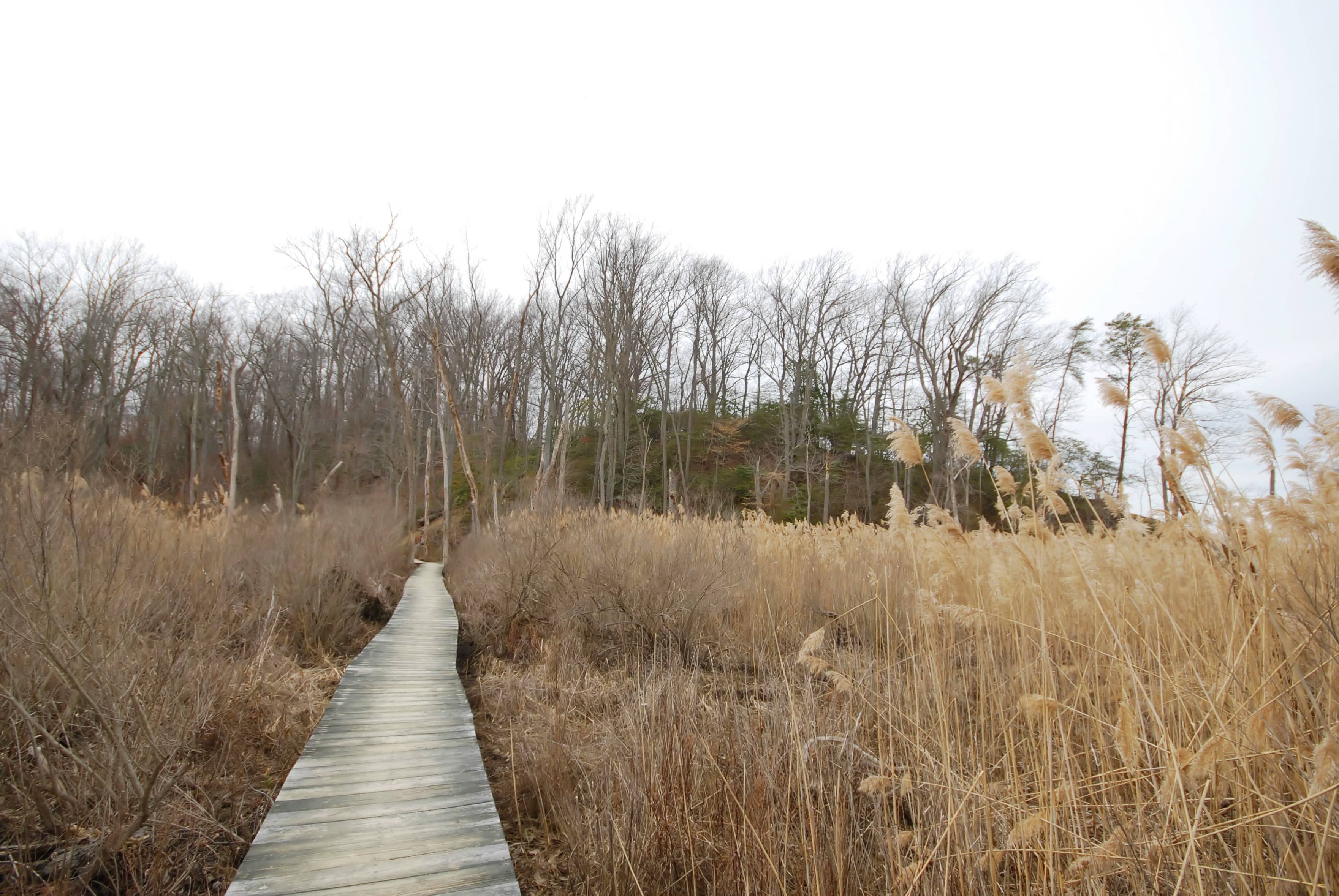 Peaceful Boardwalk Trails