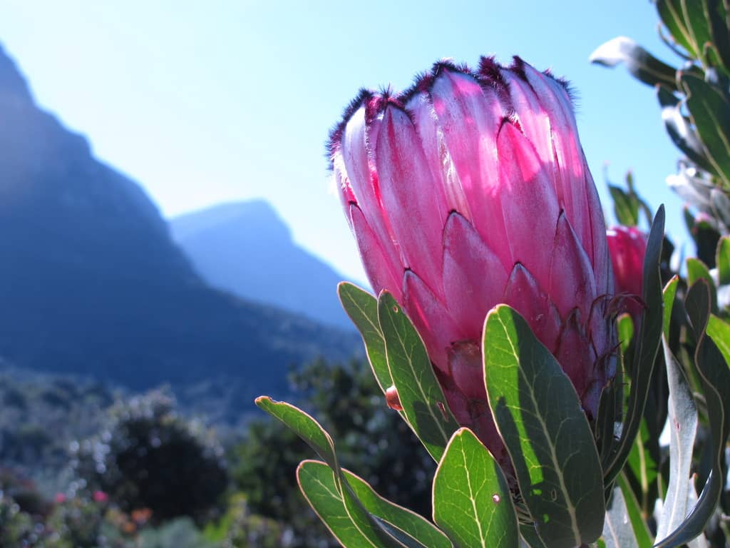 Protea Garden