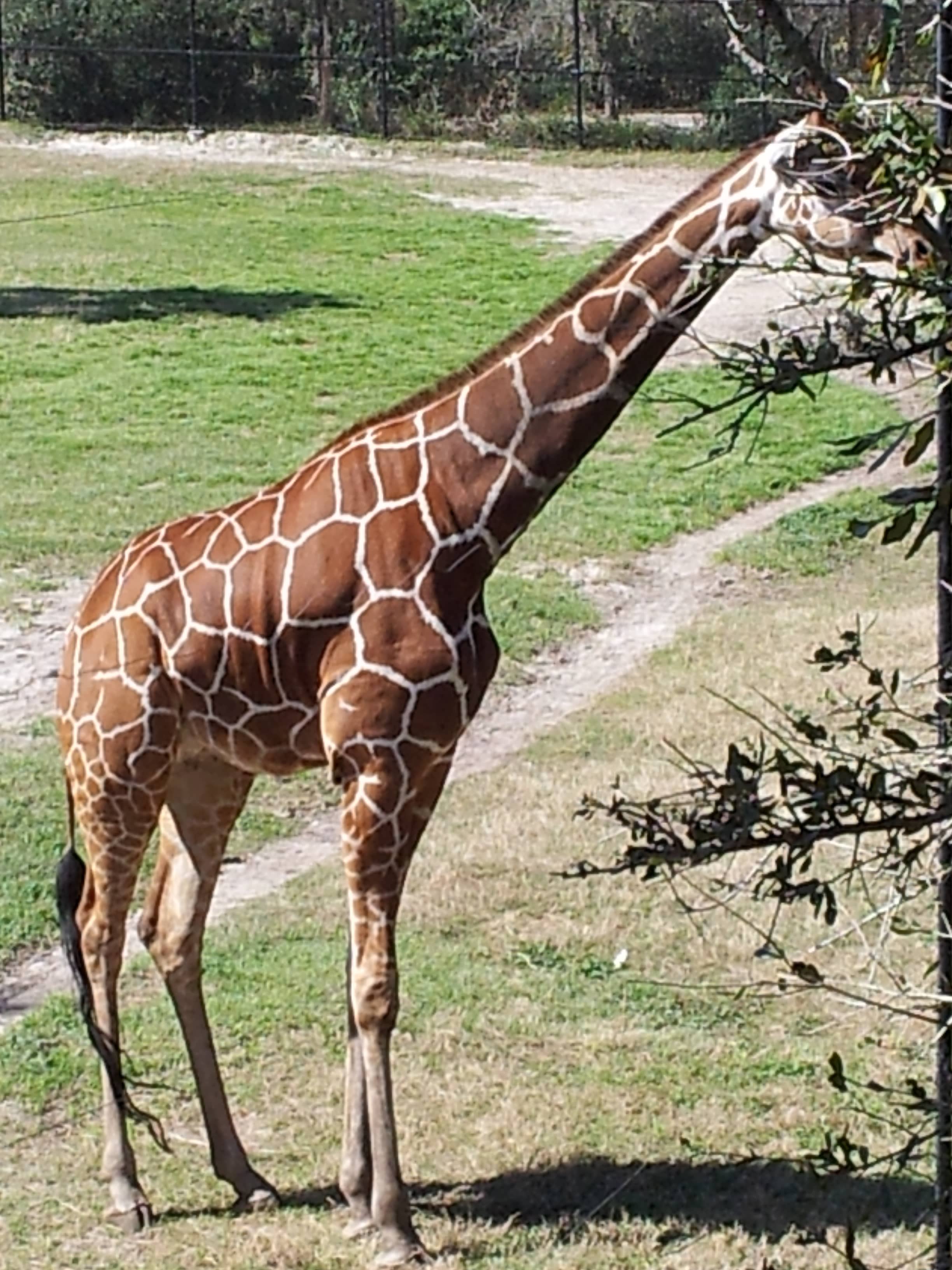 Native Florida Wildlife