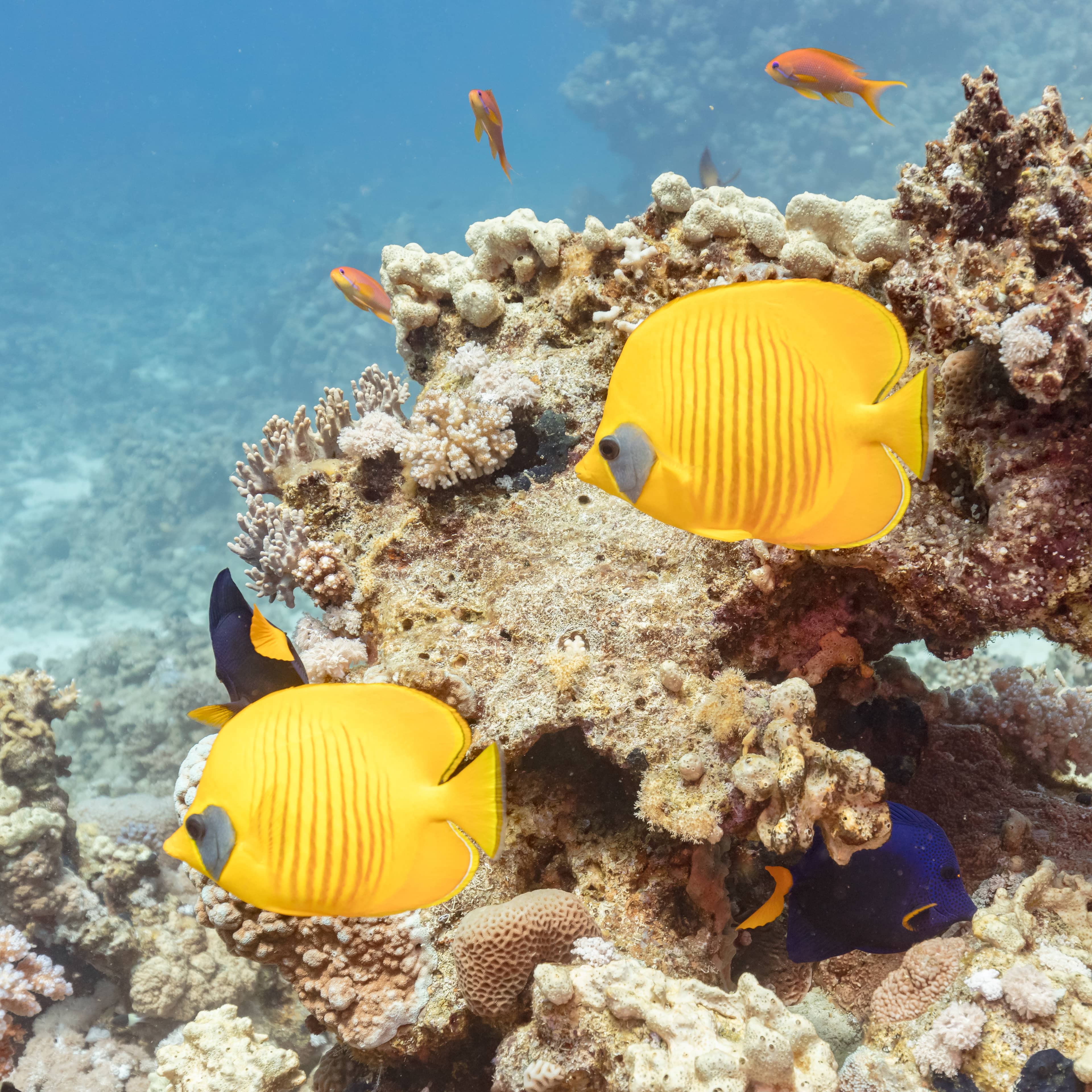 Abundant Fish Species