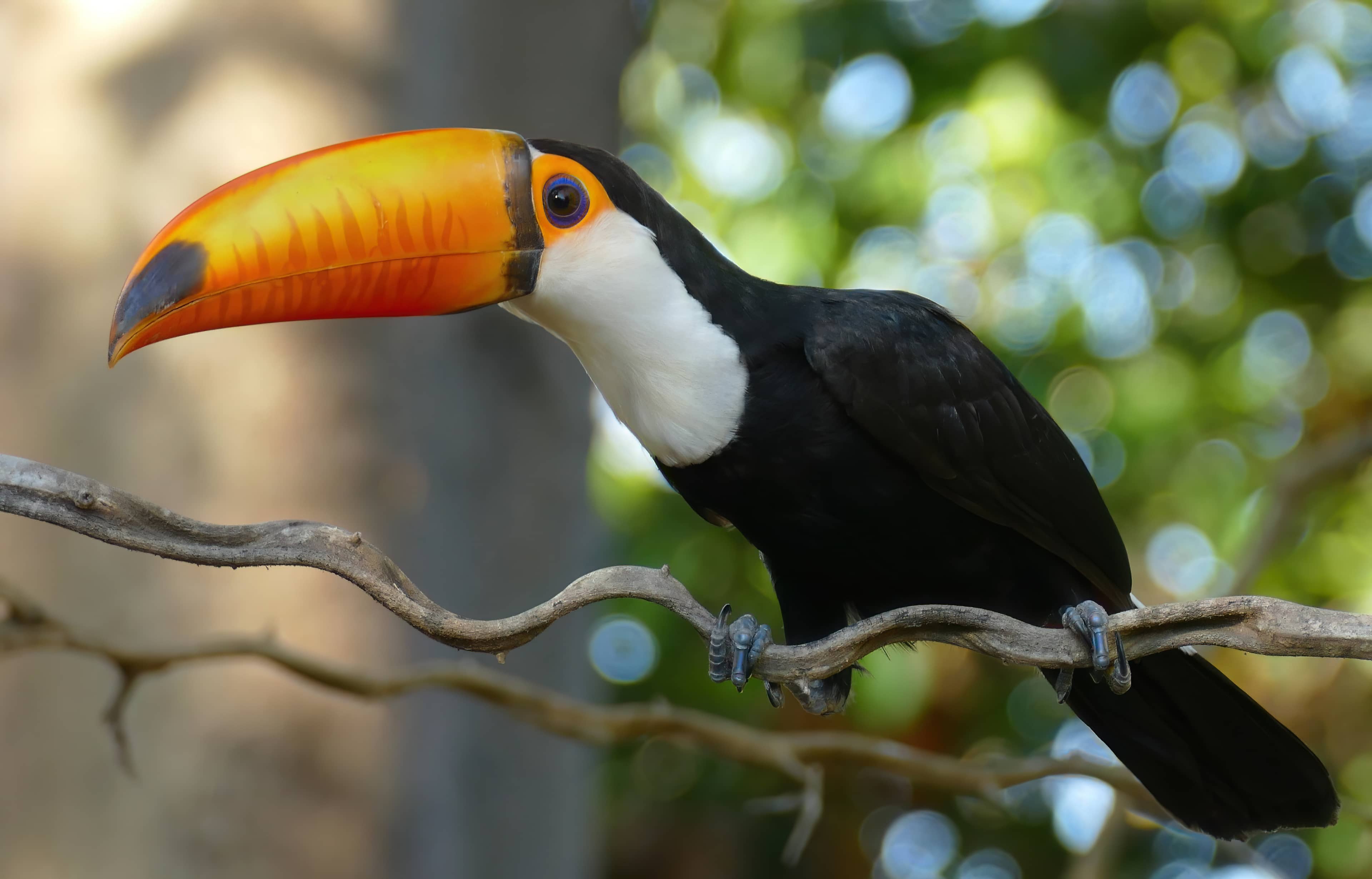 Abundant Wildlife Viewing
