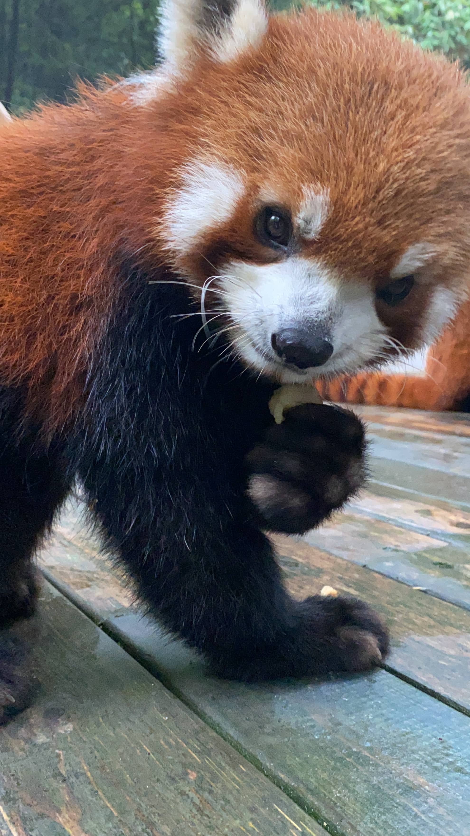Red Pandas
