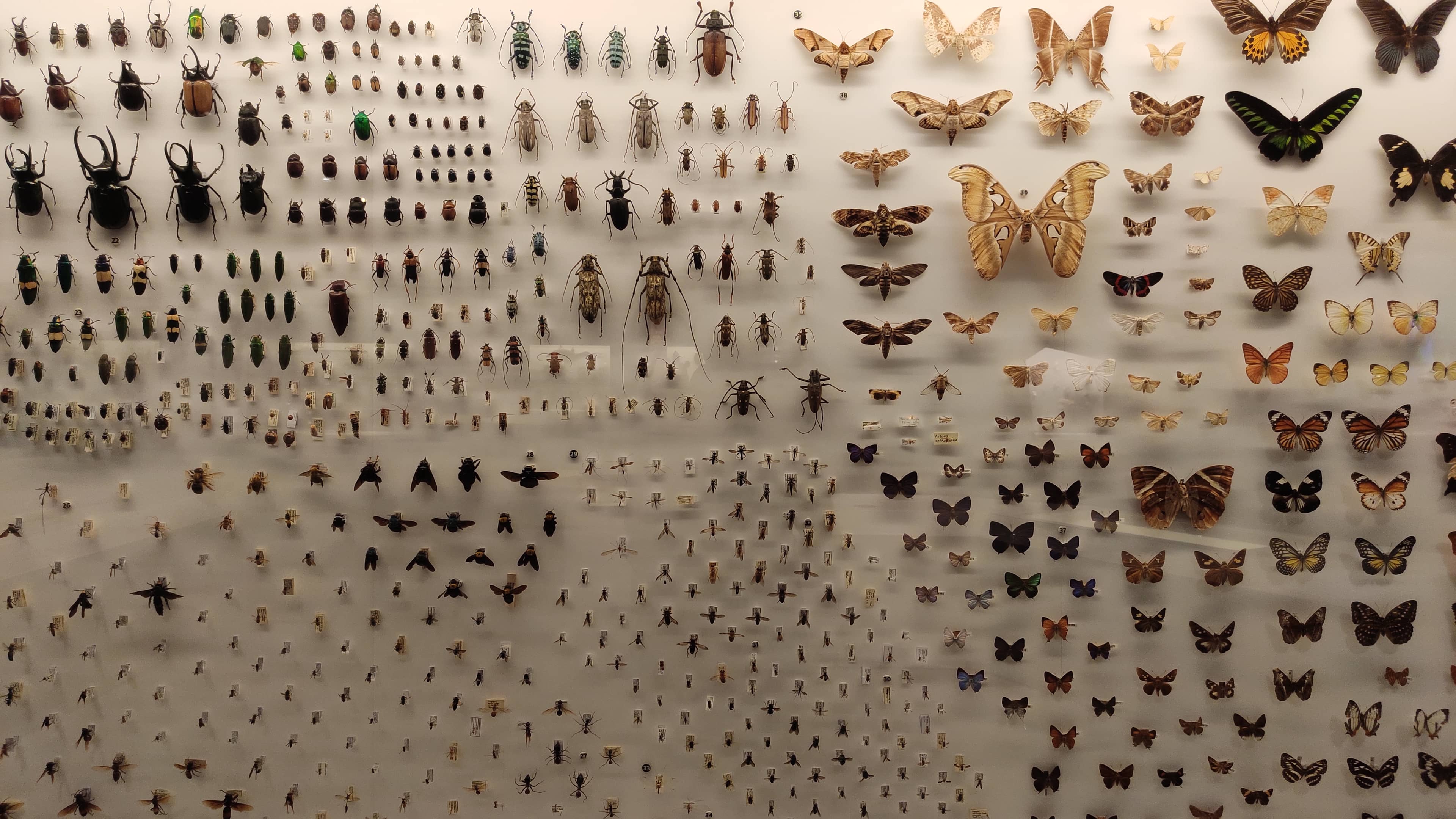 Insect Displays