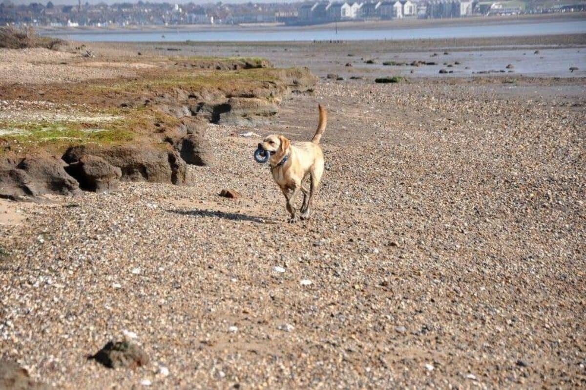 Dog-Friendly Beach