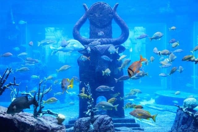 Vibrant Local Marine Life