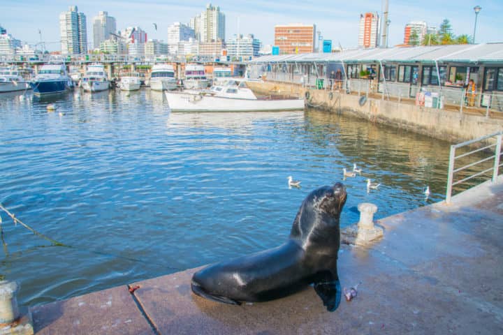 Sea Lion Spectacle