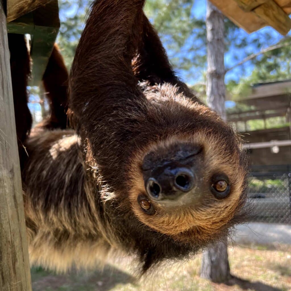 Sloth Sanctuary