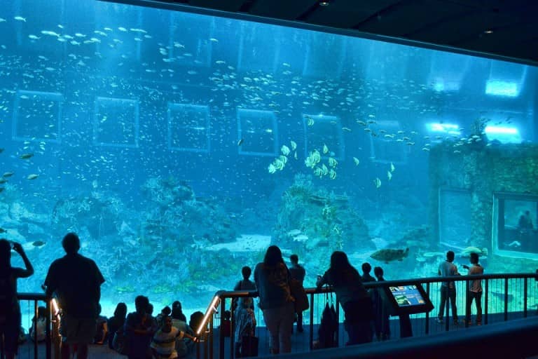 Aquarium Showcase