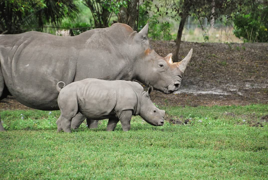 Rhino Conservation
