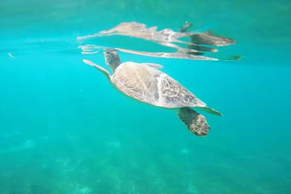 Snorkeling & Turtle Spotting