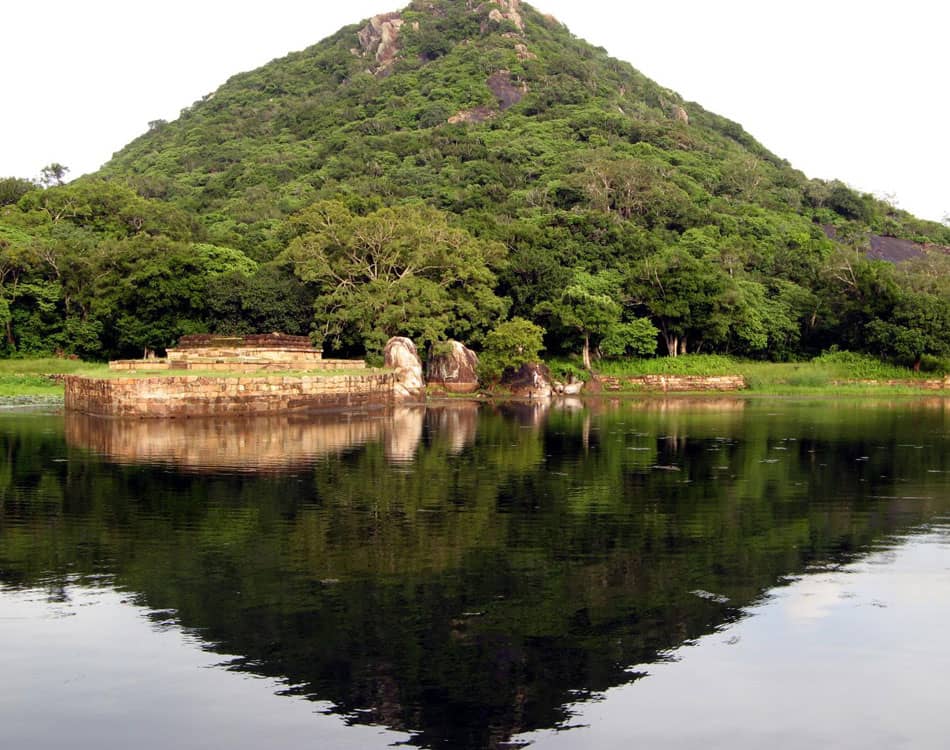 Giant Diya Labu Trees
