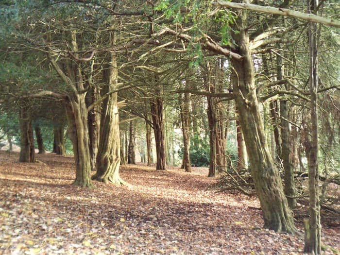 Woodland Trails