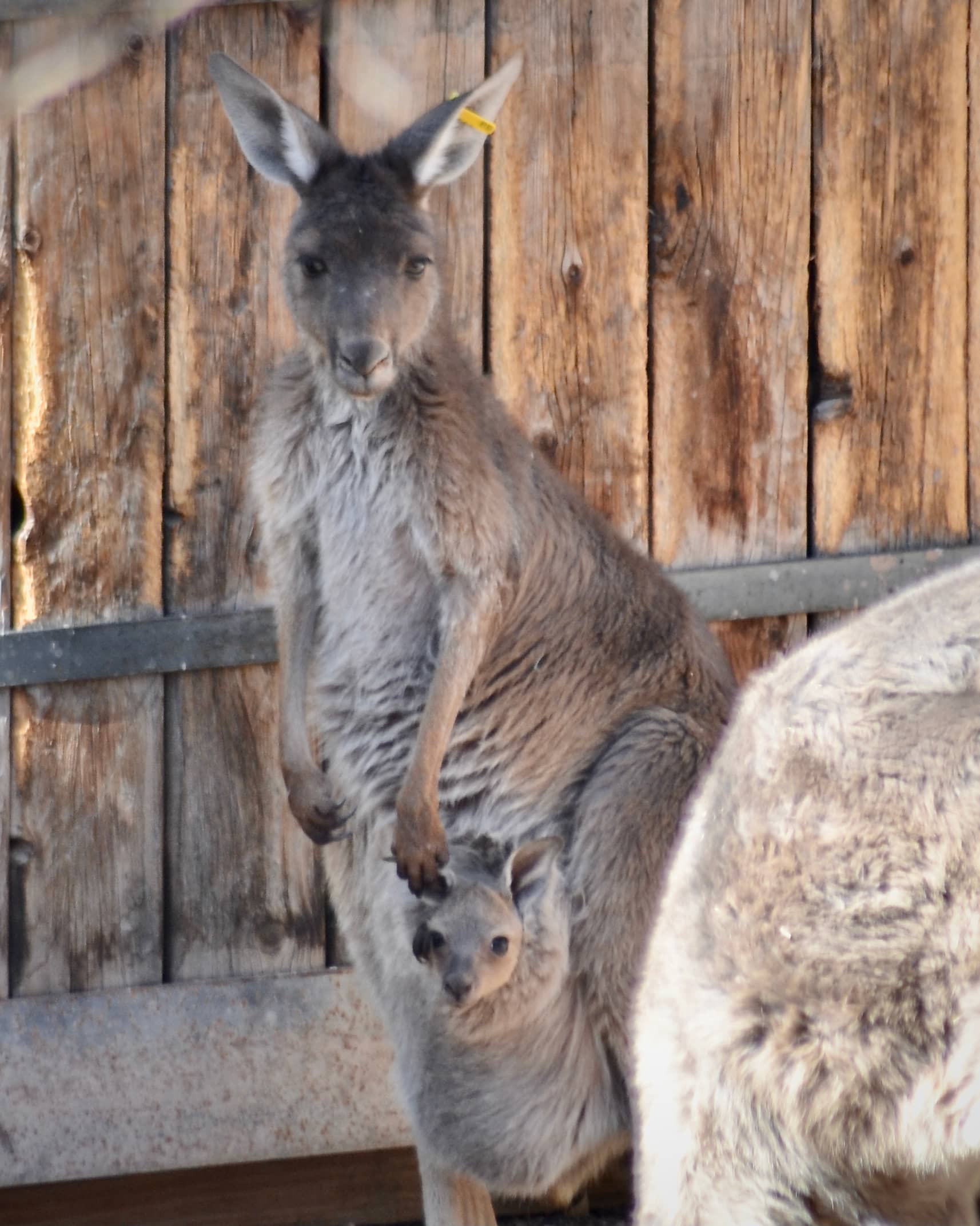 Kangaroo Joey Sighting