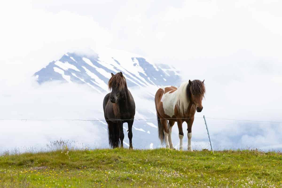 Icelandic Horses