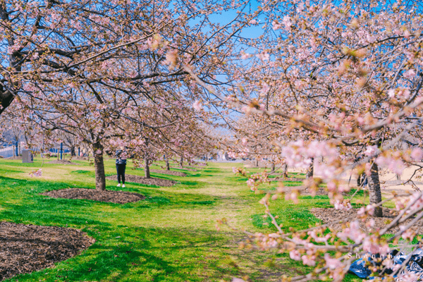 Seasonal Flower Displays