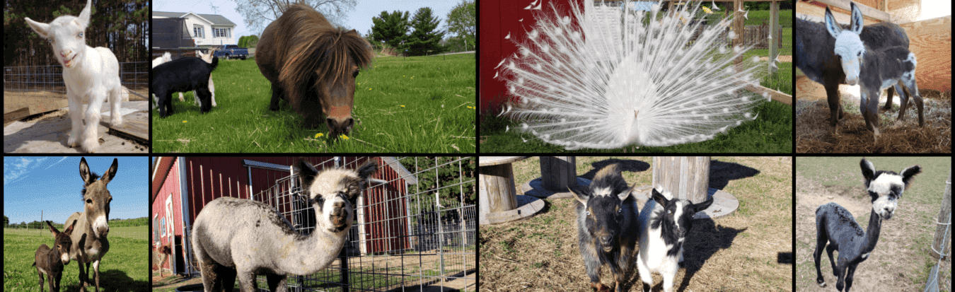 Petting Zoo Encounters