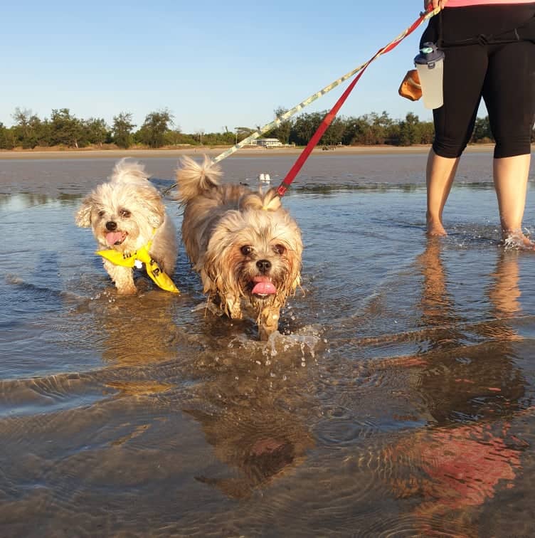 Dog-Friendly Strolls