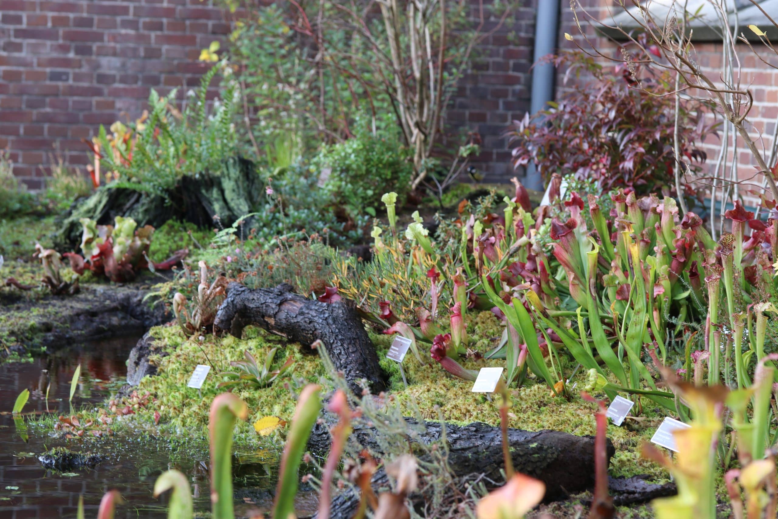 Carnivorous Plant Corner