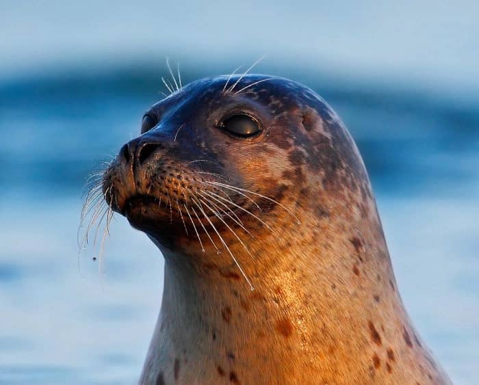 Seal Sanctuary