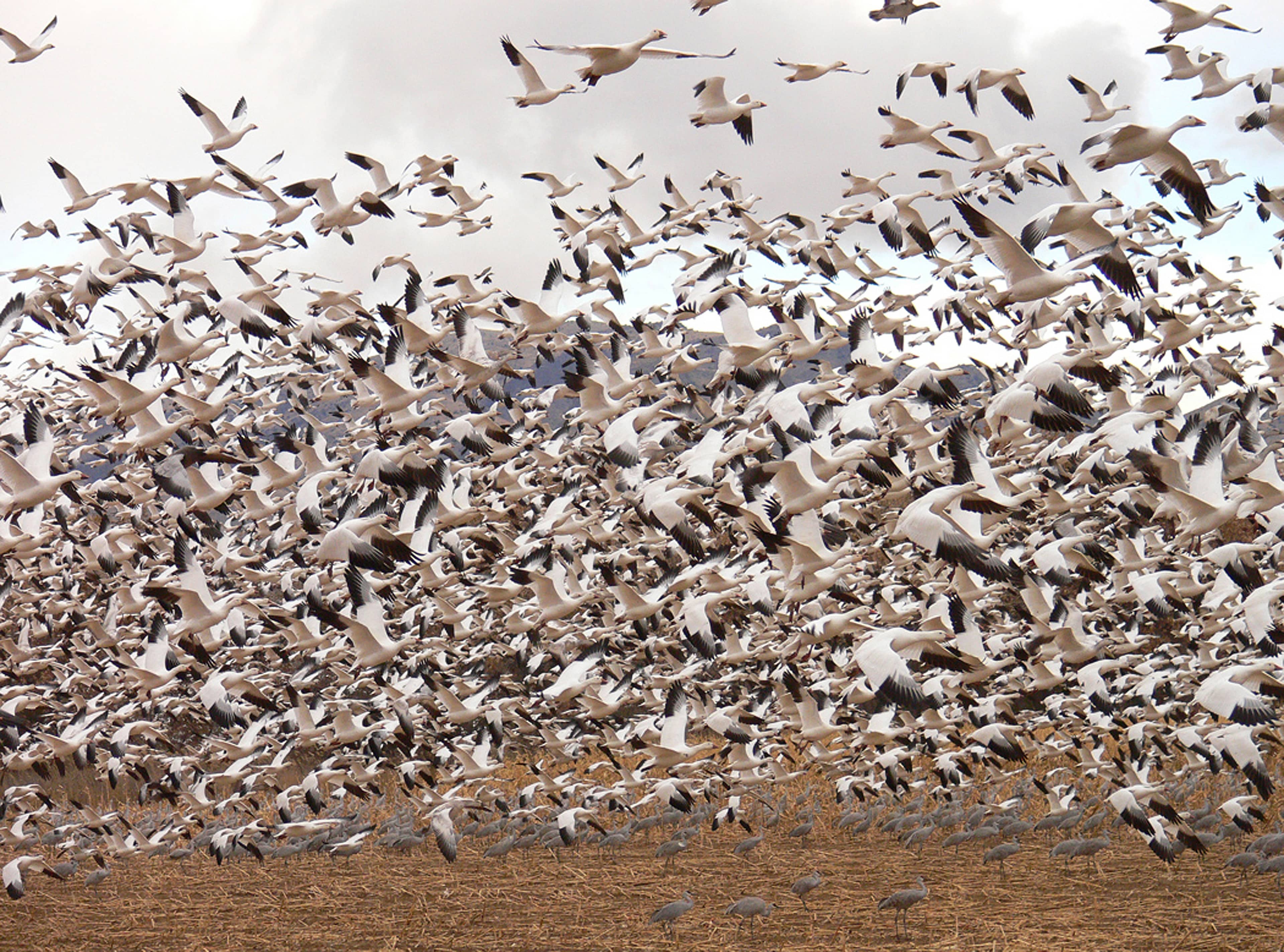 Snow Goose 'Blast-Off'