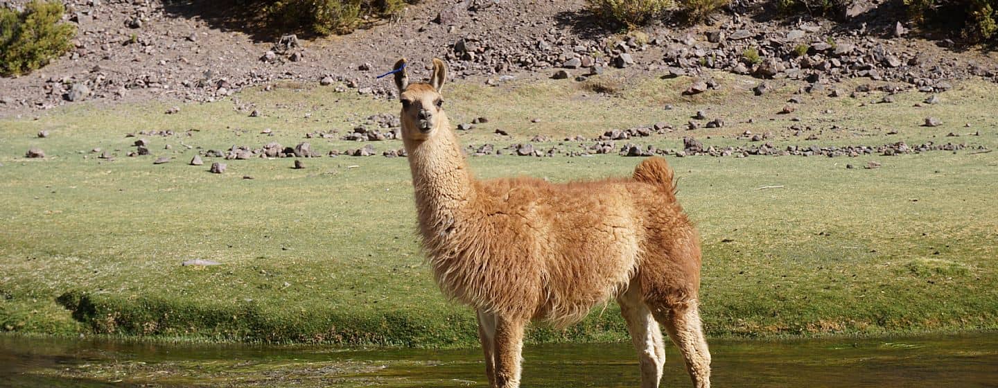 Wildlife Encounters