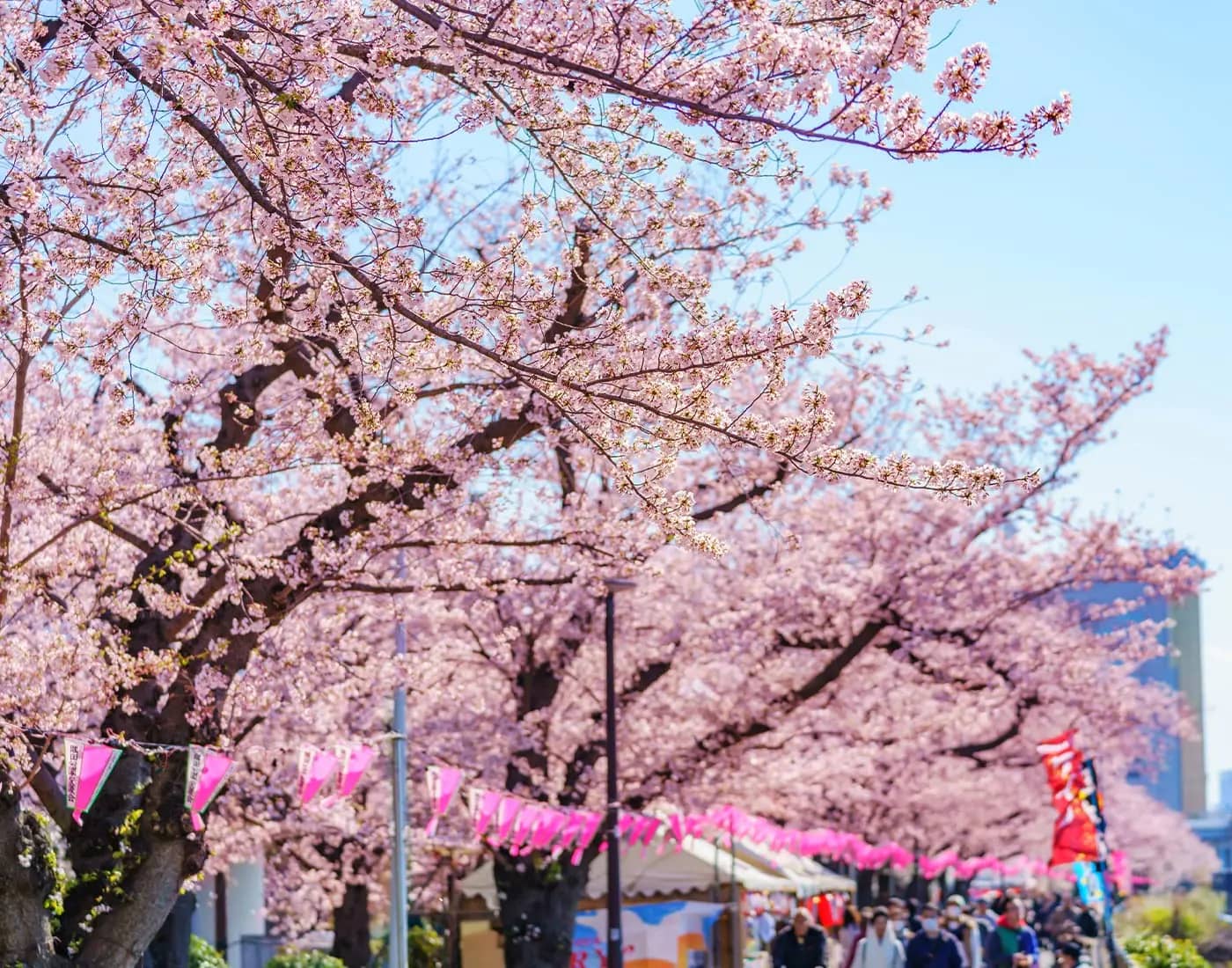 Sakura Spectacle