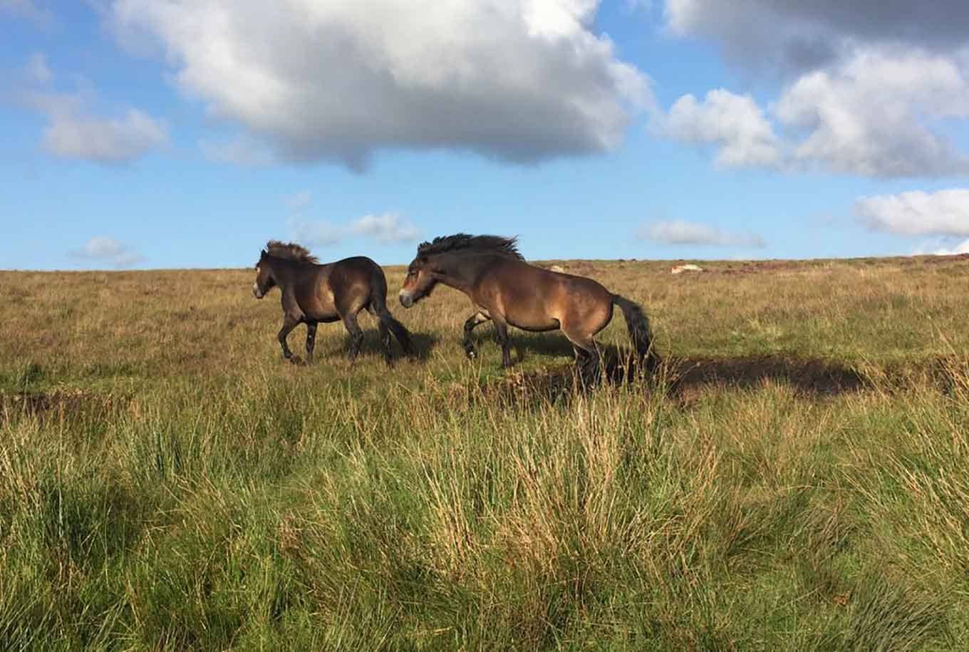 Heathland with Wild Ponies