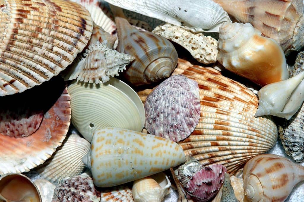 Abundant Shelling Opportunities