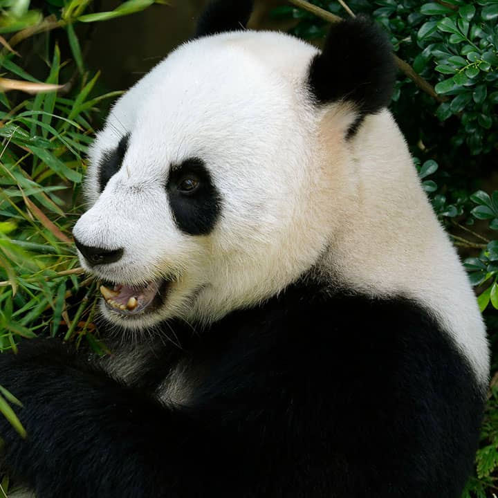 Giant Panda Forest