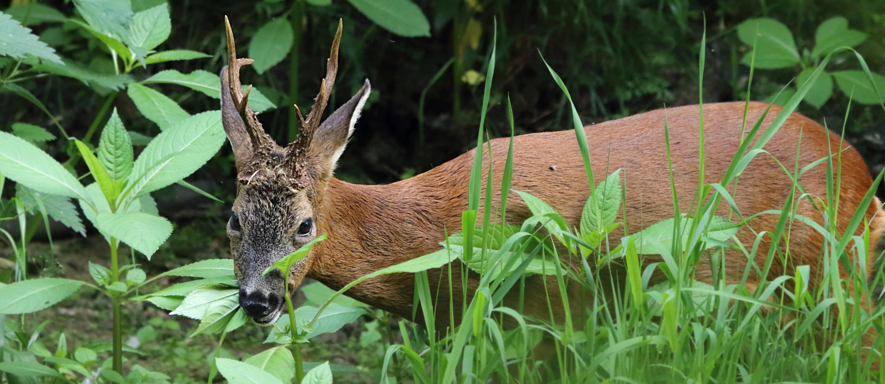 Deer Sightings