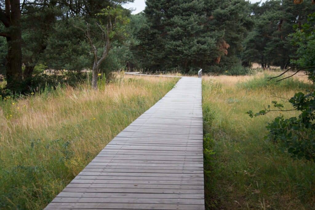 Meadow Landscapes
