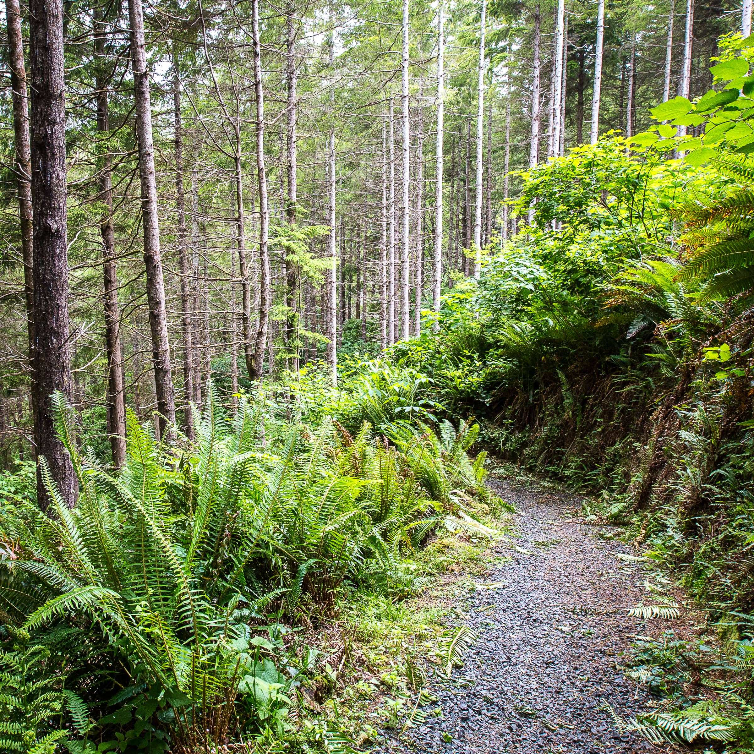 Old-Growth Forest Trails